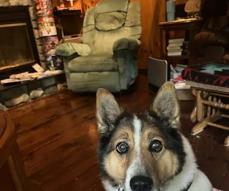 VCA Animal Healing Center