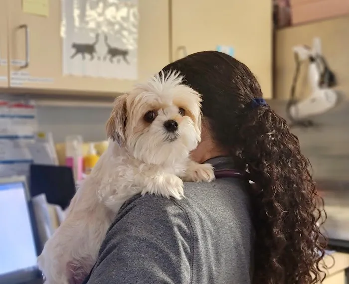 VCA Animal Healing Center Picture 4