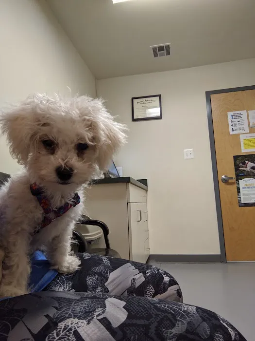 Peticote Veterinary Clinic, LLC Picture 4