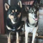 Pinelands Veterinary Clinic