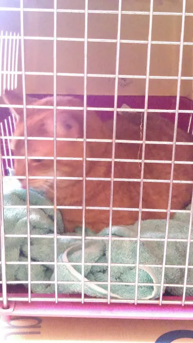 Pinelands Veterinary Clinic Picture 8