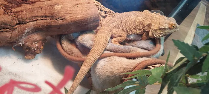Reptile Roadhouse Picture 3