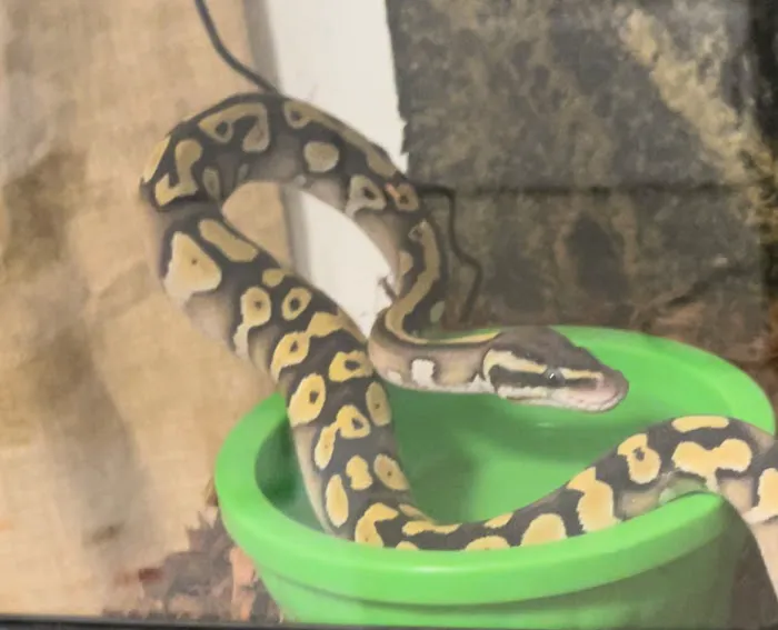 Reptile Roadhouse Picture 4