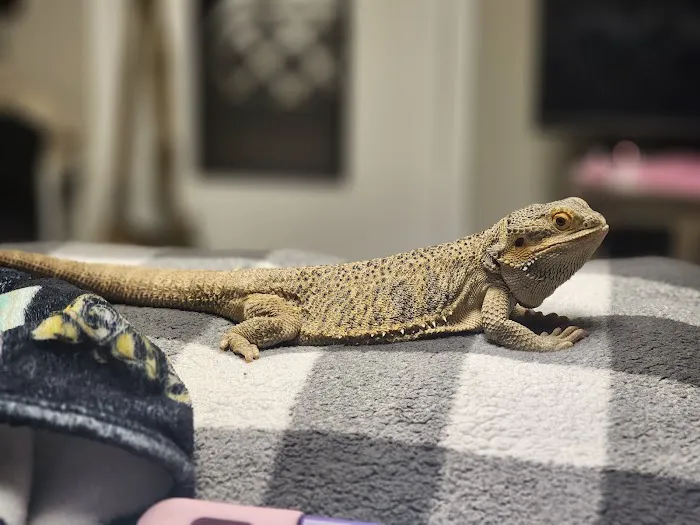 Reptile Roadhouse Picture 7
