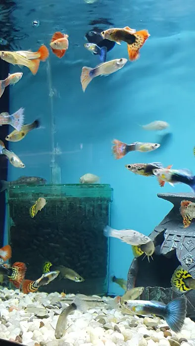 Aquariums By JJ Picture 2