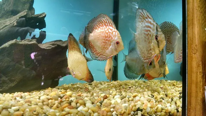 Aquariums By JJ Picture 7