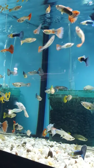 Aquariums By JJ Picture 6
