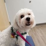 Columbus Central Veterinary Hospital