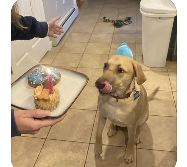 Bark N’ Bites Dog Bakery Picture 10