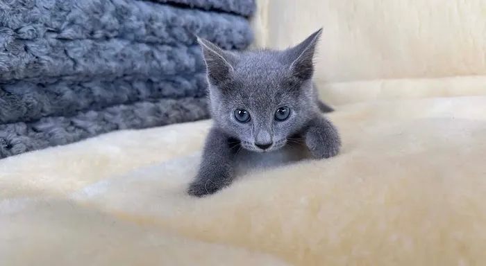 Connecticut Puppies and Kittens Picture 2