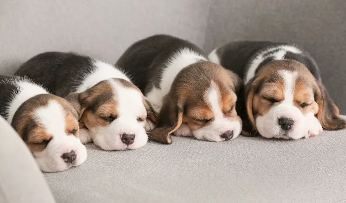 Connecticut Puppies and Kittens Picture 1