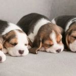 Connecticut Puppies and Kittens