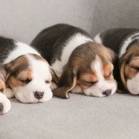 Connecticut Puppies and Kittens ico