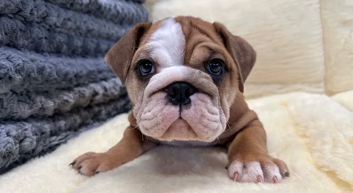 Connecticut Puppies and Kittens Picture 4