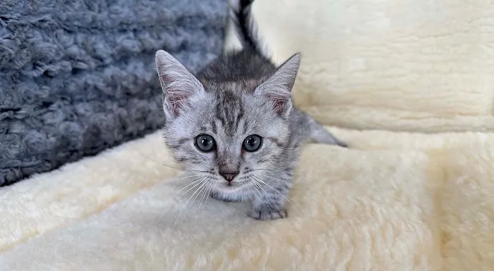 Connecticut Puppies and Kittens Picture 6