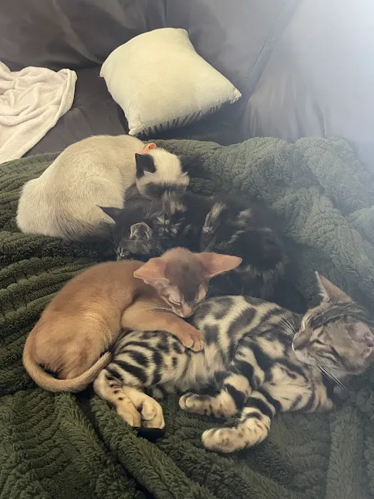 Connecticut Puppies and Kittens Picture 8