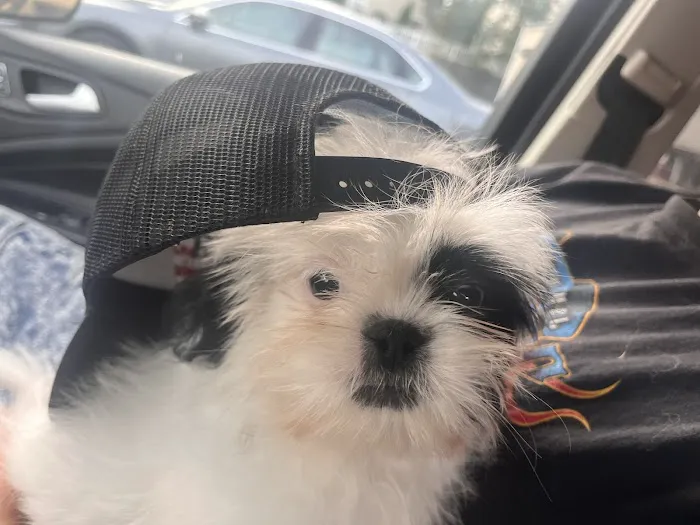 Connecticut Puppies and Kittens Picture 7