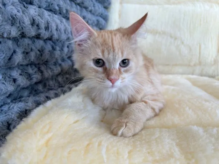 Connecticut Puppies and Kittens Picture 10