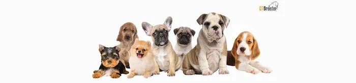 CT Breeder Picture 2