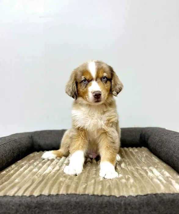 CT Breeder Picture 4