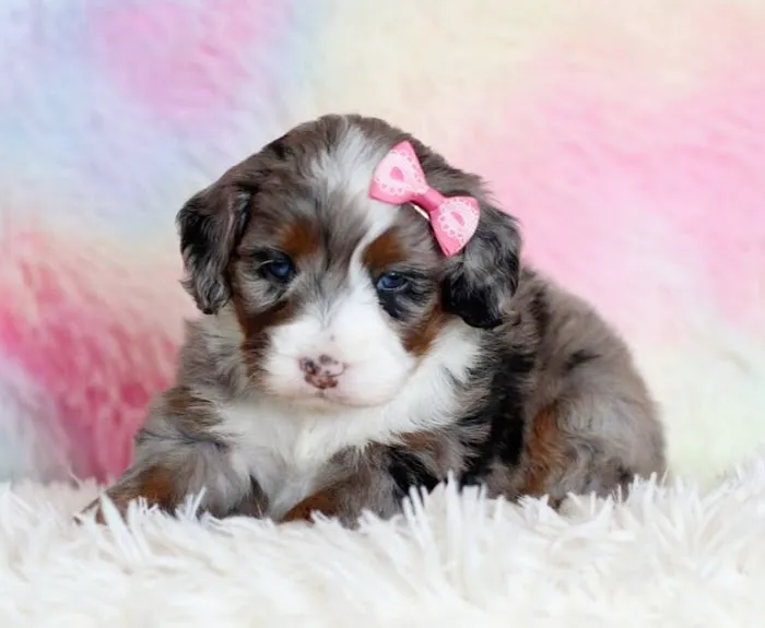CT Breeder Picture 7