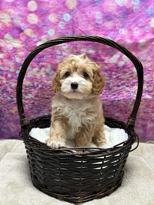 CT Breeder Picture 9