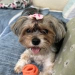Valley Forge Animal Medical Center