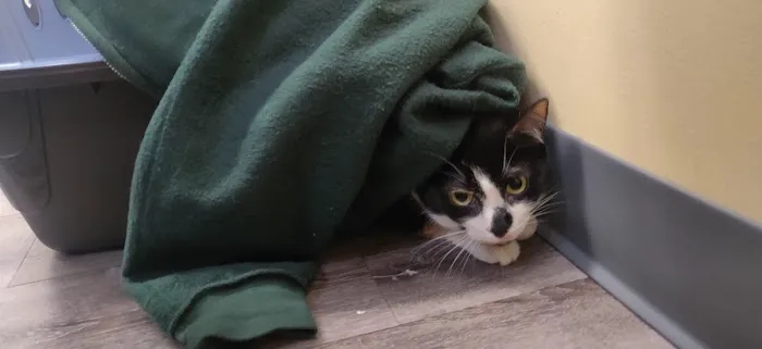 Collegeville Cat Clinic Picture 1
