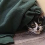 Collegeville Cat Clinic