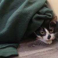 Collegeville Cat Clinic ico