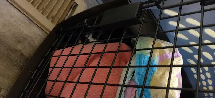 Collegeville Cat Clinic Picture 5