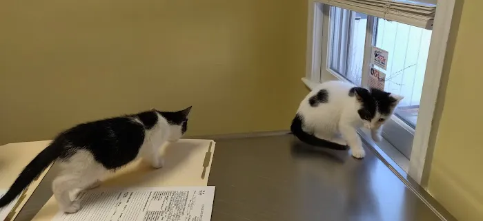 Collegeville Cat Clinic Picture 6