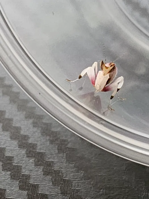 USMANTIS Picture 4
