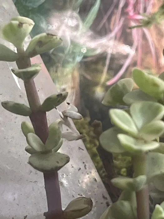 USMANTIS Picture 2