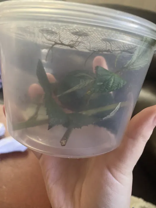 USMANTIS Picture 6