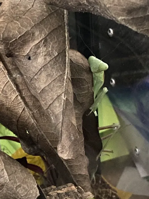 USMANTIS Picture 5