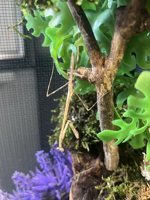 USMANTIS Picture 3