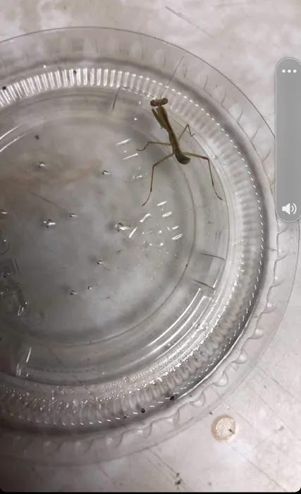 USMANTIS Picture 8