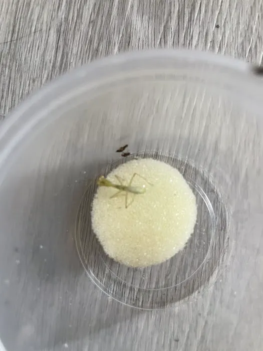 USMANTIS Picture 9
