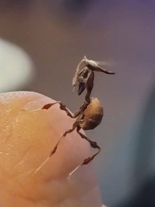 USMANTIS Picture 7