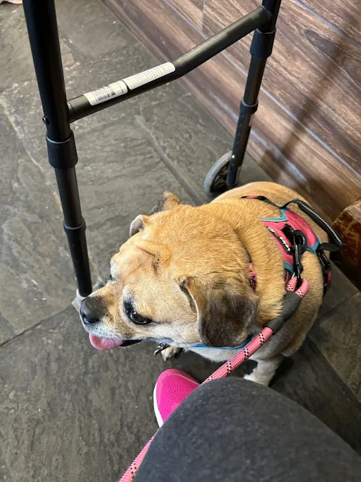 Doylestown Veterinary Hospital & Holistic Pet Care Picture 2