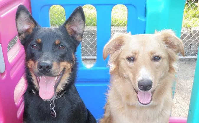 Doylestown Veterinary Hospital & Holistic Pet Care Picture 10