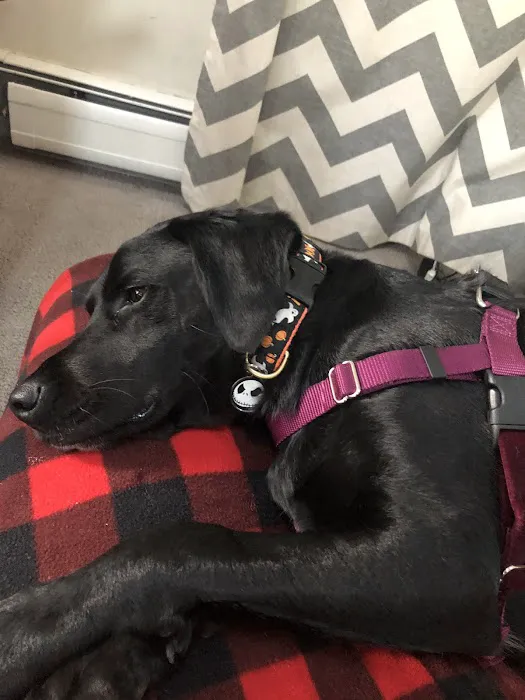 USA Dog Shop Picture 4