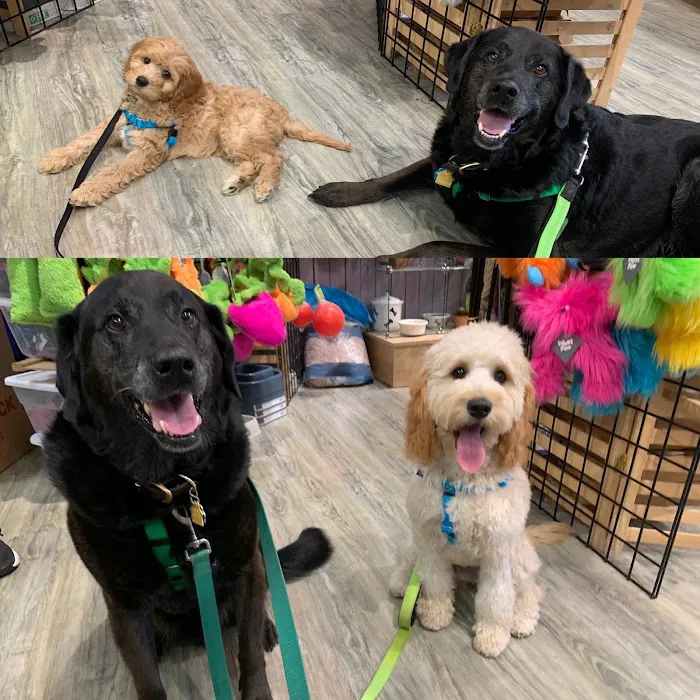USA Dog Shop Picture 5