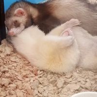 Petco ico