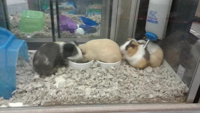 Petco Picture 8