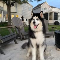 Doylestown Animal Medical Clinic ico