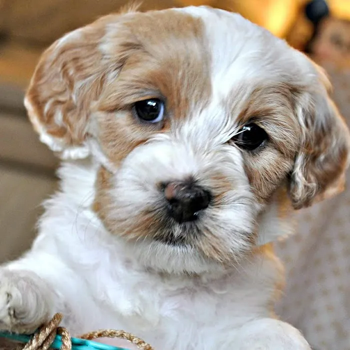 Doylestown Animal Medical Clinic Picture 5