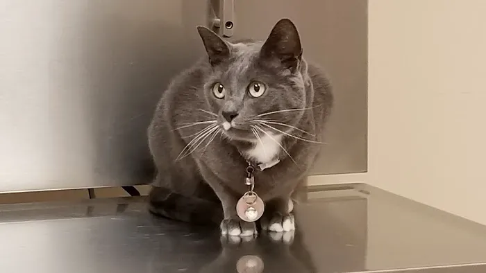 Doylestown Animal Medical Clinic Picture 7