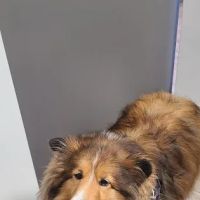 Central Bucks Veterinary Hospital ico